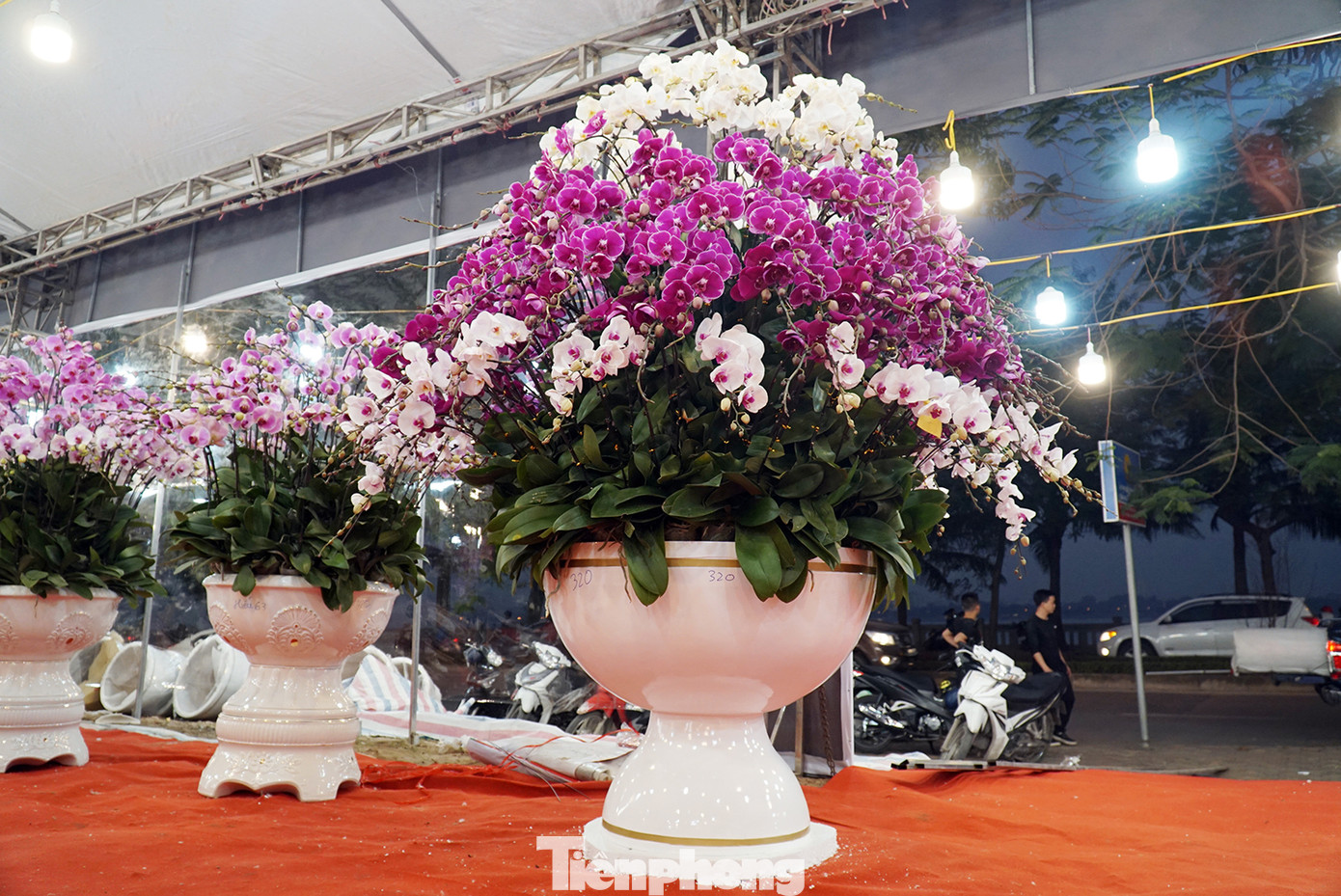 Chậu lan hồ điệp giá nghìn đô xuống phố chơi Tết sớm ảnh 4