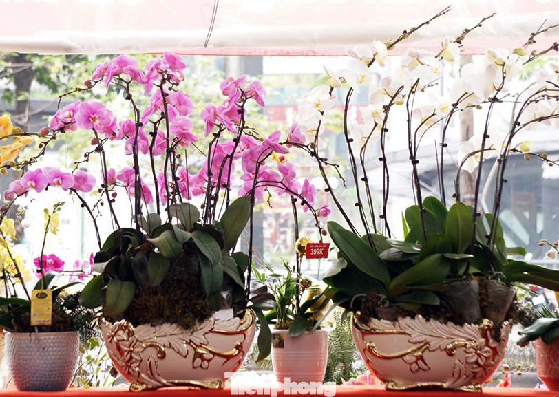 Chậu lan hồ điệp giá nghìn đô xuống phố chơi Tết sớm ảnh 3
