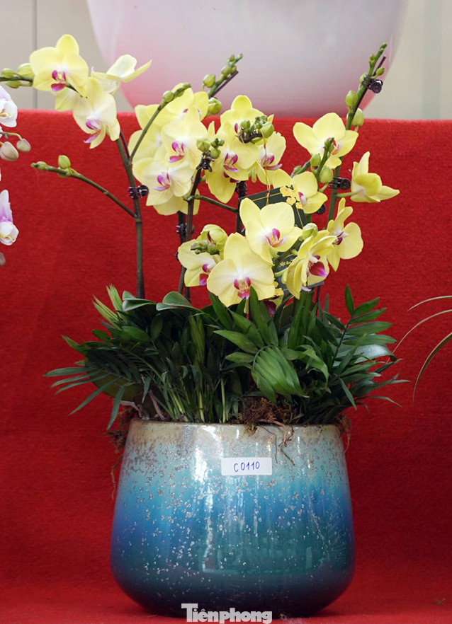 Chậu lan hồ điệp giá nghìn đô xuống phố chơi Tết sớm ảnh 7