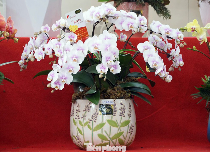Chậu lan hồ điệp giá nghìn đô xuống phố chơi Tết sớm ảnh 8