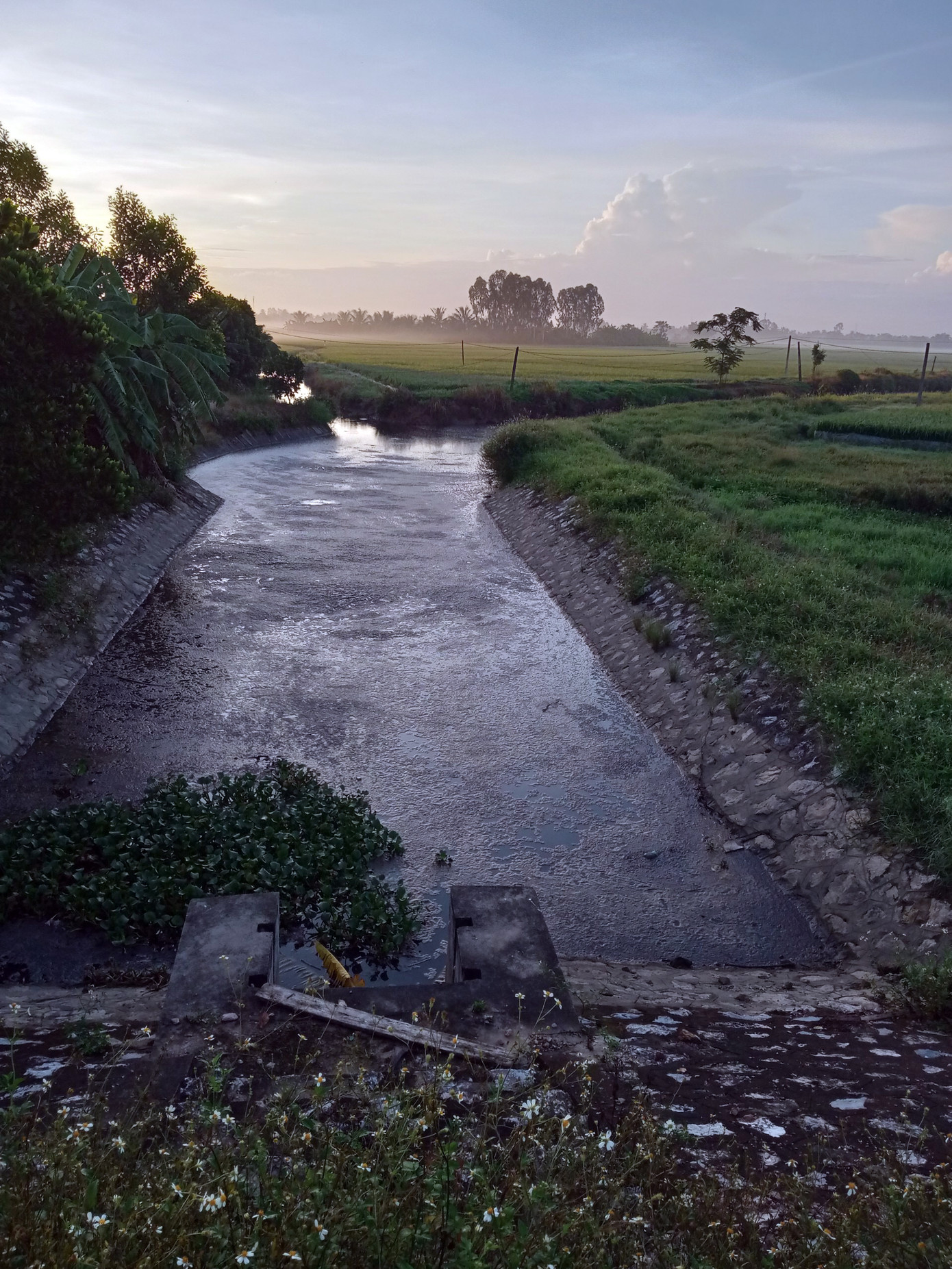 Cận cảnh nước thải trang trại lợn bủa vây khu dân cư ở Hải Phòng ảnh 6