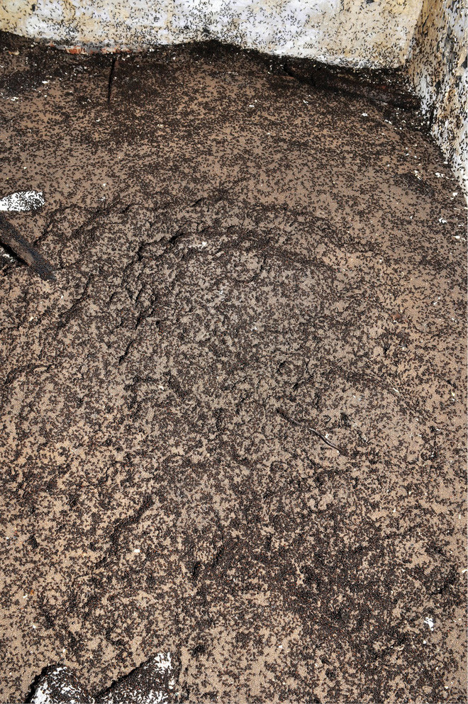 Bốn triệu con kiến bị mắc kẹt dưới hầm hạt nhân thời Liên Xô, chúng đã làm thế nào để sống? ảnh 1