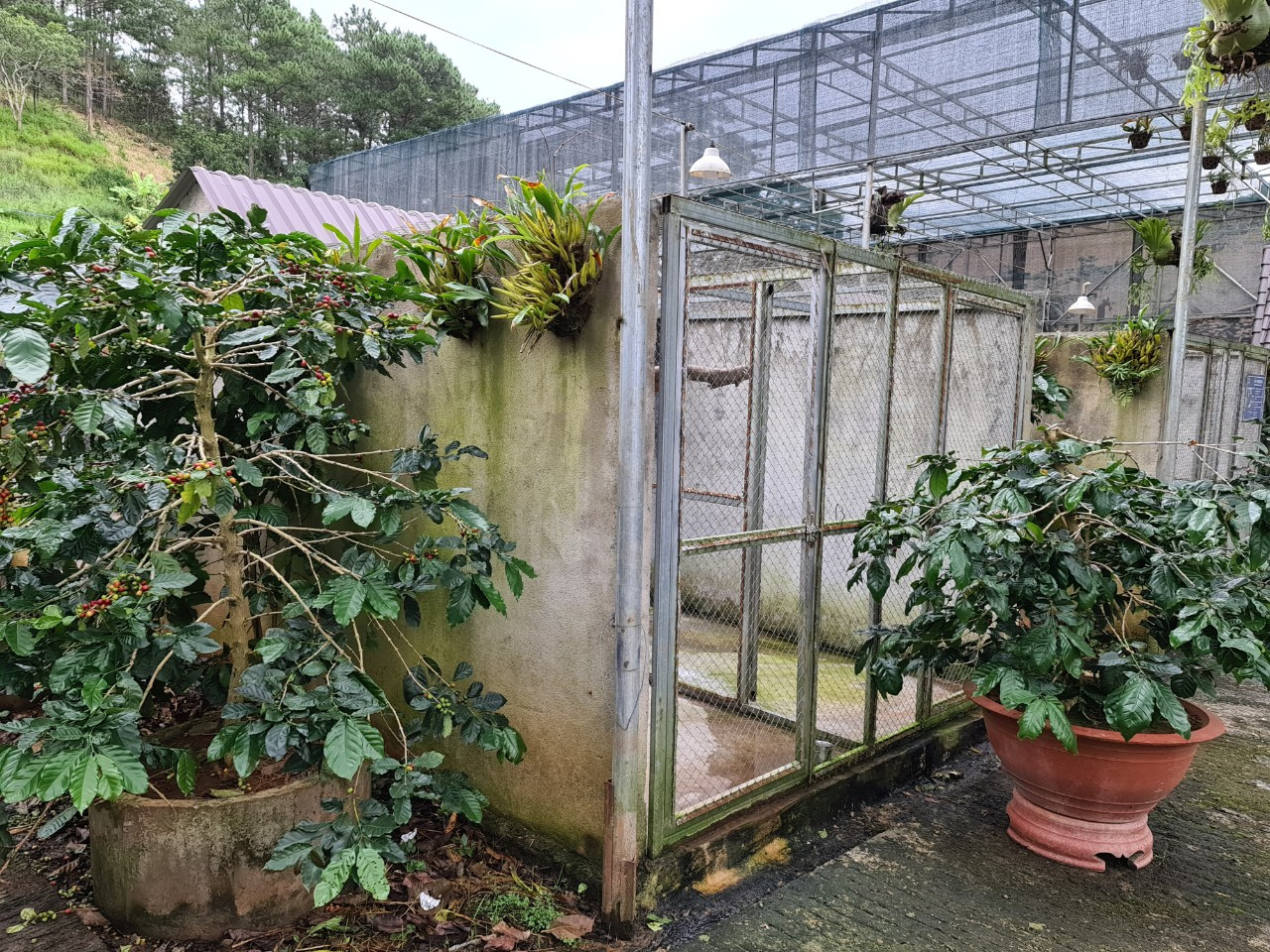 Câu chuyện làm giàu qua ly cà phê chồn đắt đỏ ảnh 3