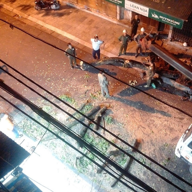 Lo ngại mất trộm, Hà Nội mặc 'áo giáp sắt' cho hàng sưa đỏ ảnh 15