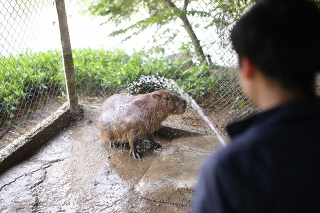 Hà Nội xuất hiện chuột khổng lồ nặng hơn 50 kg nuôi như nuôi lợn ảnh 6