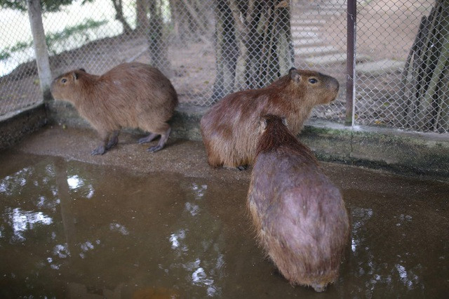 Hà Nội xuất hiện chuột khổng lồ nặng hơn 50 kg nuôi như nuôi lợn ảnh 4