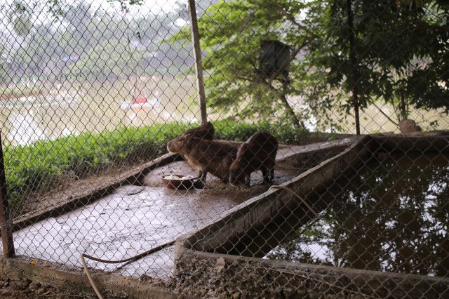 Hà Nội xuất hiện chuột khổng lồ nặng hơn 50 kg nuôi như nuôi lợn ảnh 5