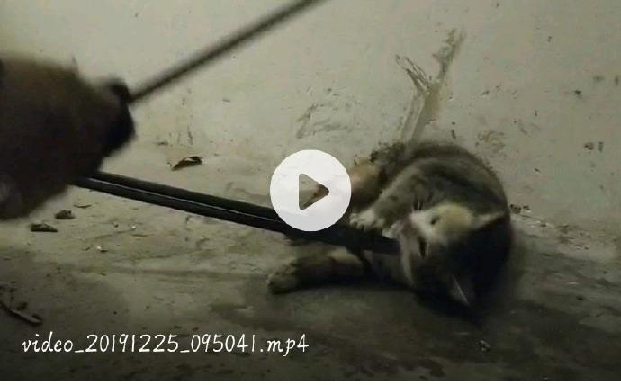 Trạm tin nóng: Một sinh viên ĐH Sơn Đông (Trung Quốc) gây phẫn nộ vì hành vi ngược đãi mèo ảnh 3