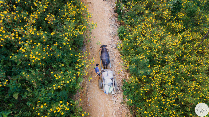Team Hà Nội đâu cần đến Đà Lạt xa xôi, Ba Vì cũng sắp sửa bước vào mùa hoa dã quỳ rồi! ảnh 1