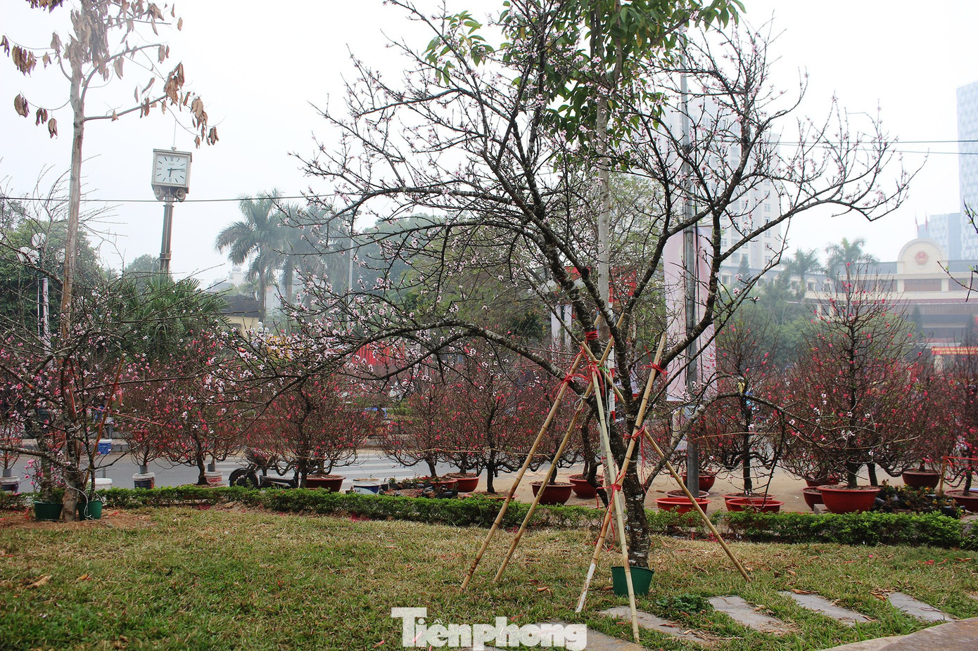 Chợ hoa dịp cận Tết và nỗi lòng người bán khi dịch COVID-19 bùng phát ảnh 23