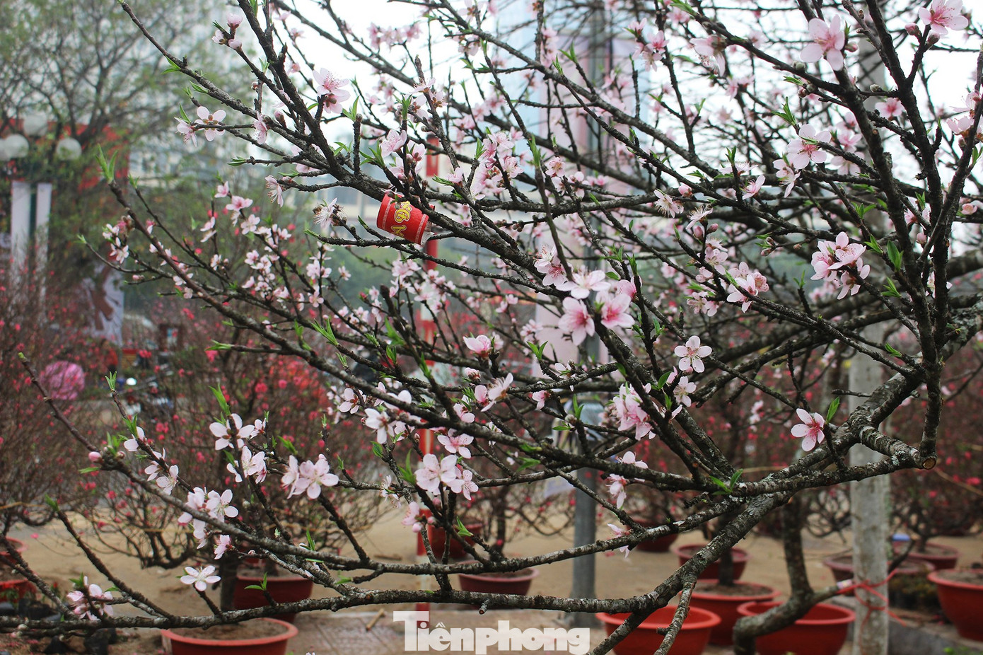 Chợ hoa dịp cận Tết và nỗi lòng người bán khi dịch COVID-19 bùng phát ảnh 4