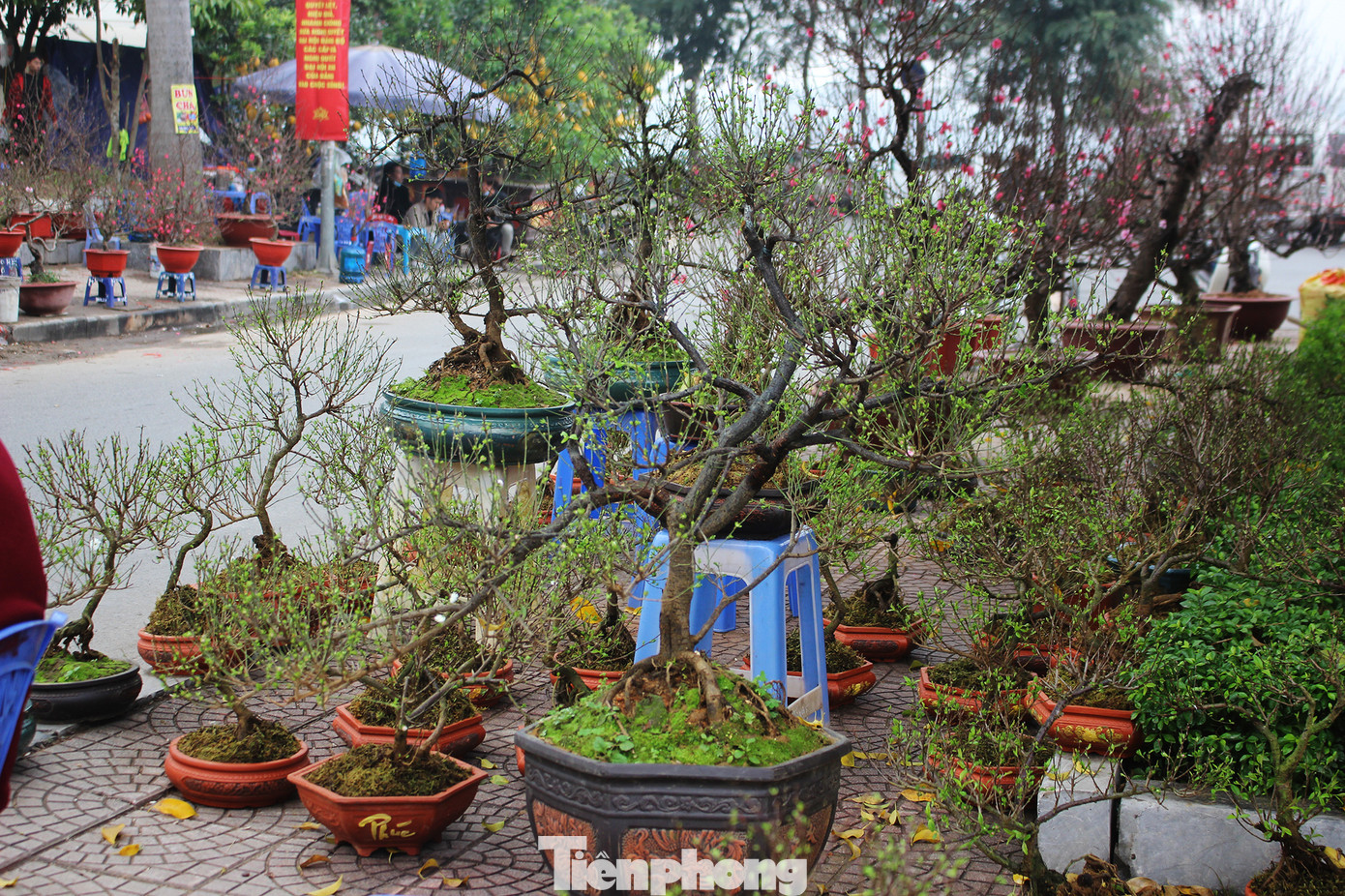 Chợ hoa dịp cận Tết và nỗi lòng người bán khi dịch COVID-19 bùng phát ảnh 9