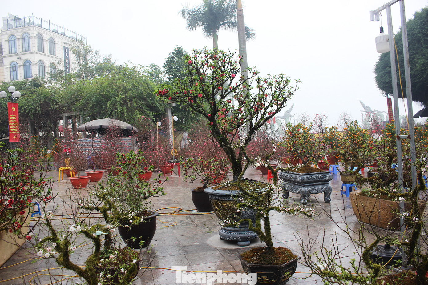 Chợ hoa dịp cận Tết và nỗi lòng người bán khi dịch COVID-19 bùng phát ảnh 7