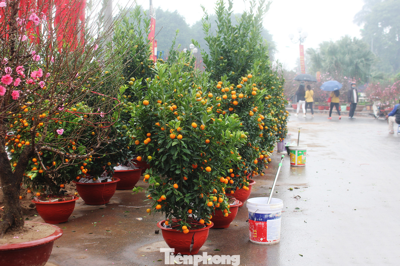 Chợ hoa dịp cận Tết và nỗi lòng người bán khi dịch COVID-19 bùng phát ảnh 14