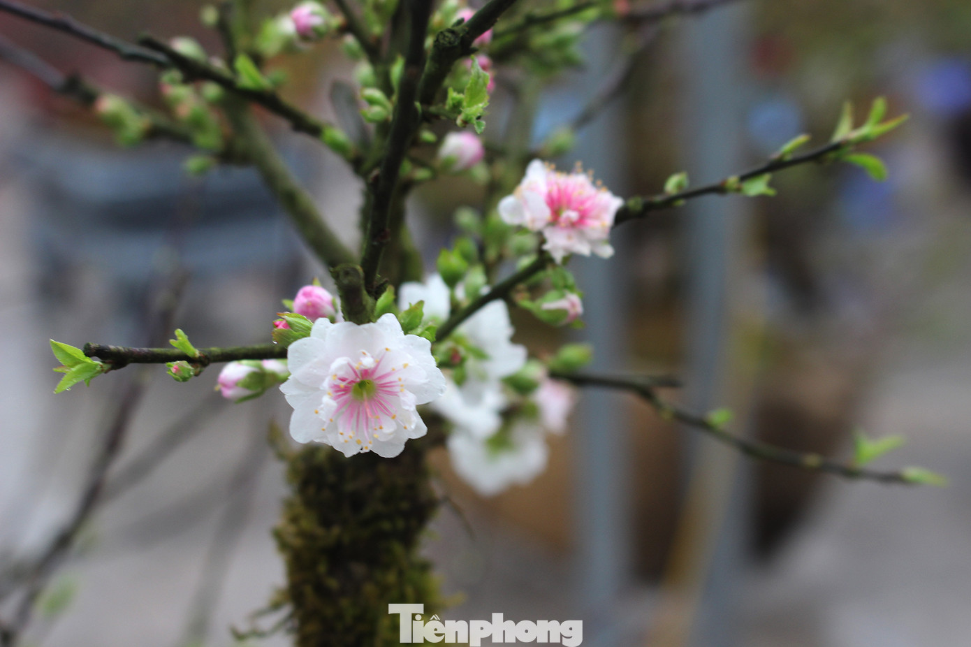 Chợ hoa dịp cận Tết và nỗi lòng người bán khi dịch COVID-19 bùng phát ảnh 10