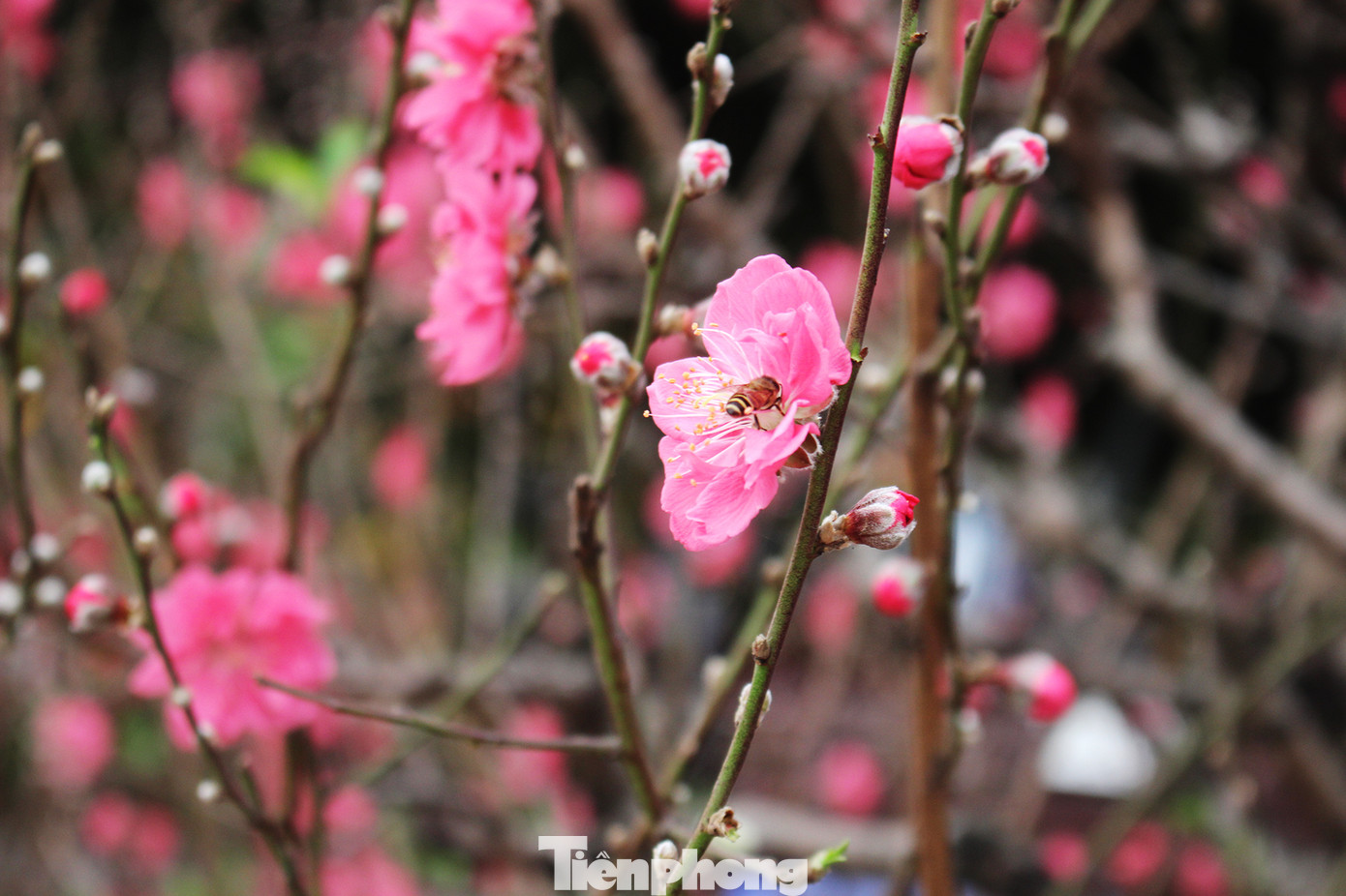 Chợ hoa dịp cận Tết và nỗi lòng người bán khi dịch COVID-19 bùng phát ảnh 2