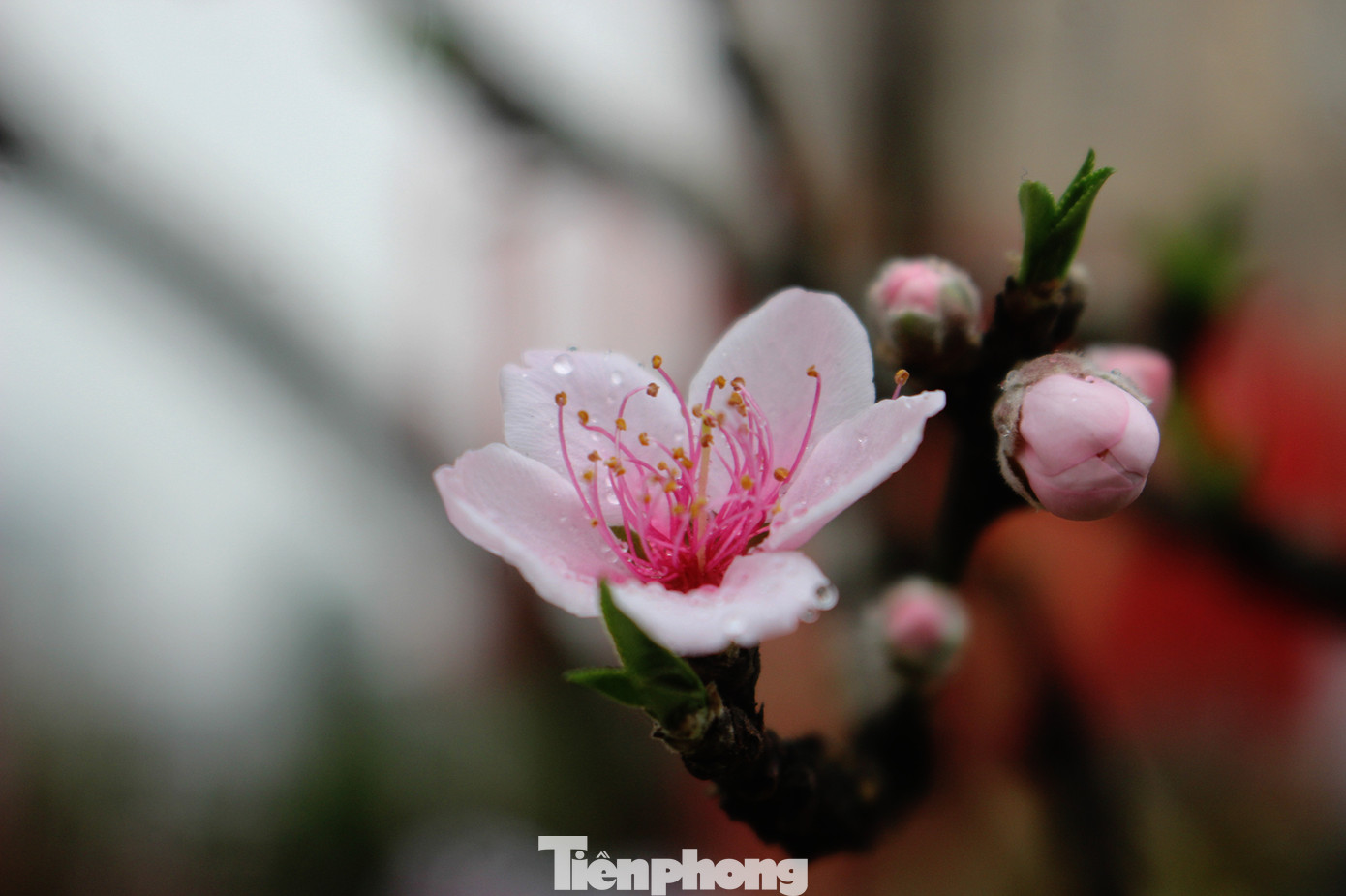 Chợ hoa dịp cận Tết và nỗi lòng người bán khi dịch COVID-19 bùng phát ảnh 5