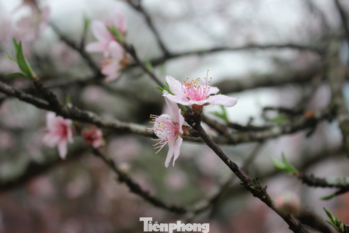 Chợ hoa dịp cận Tết và nỗi lòng người bán khi dịch COVID-19 bùng phát ảnh 6