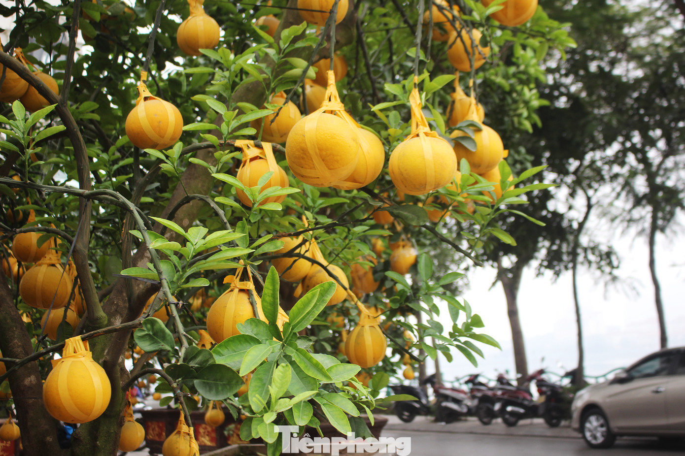 Chợ hoa dịp cận Tết và nỗi lòng người bán khi dịch COVID-19 bùng phát ảnh 12