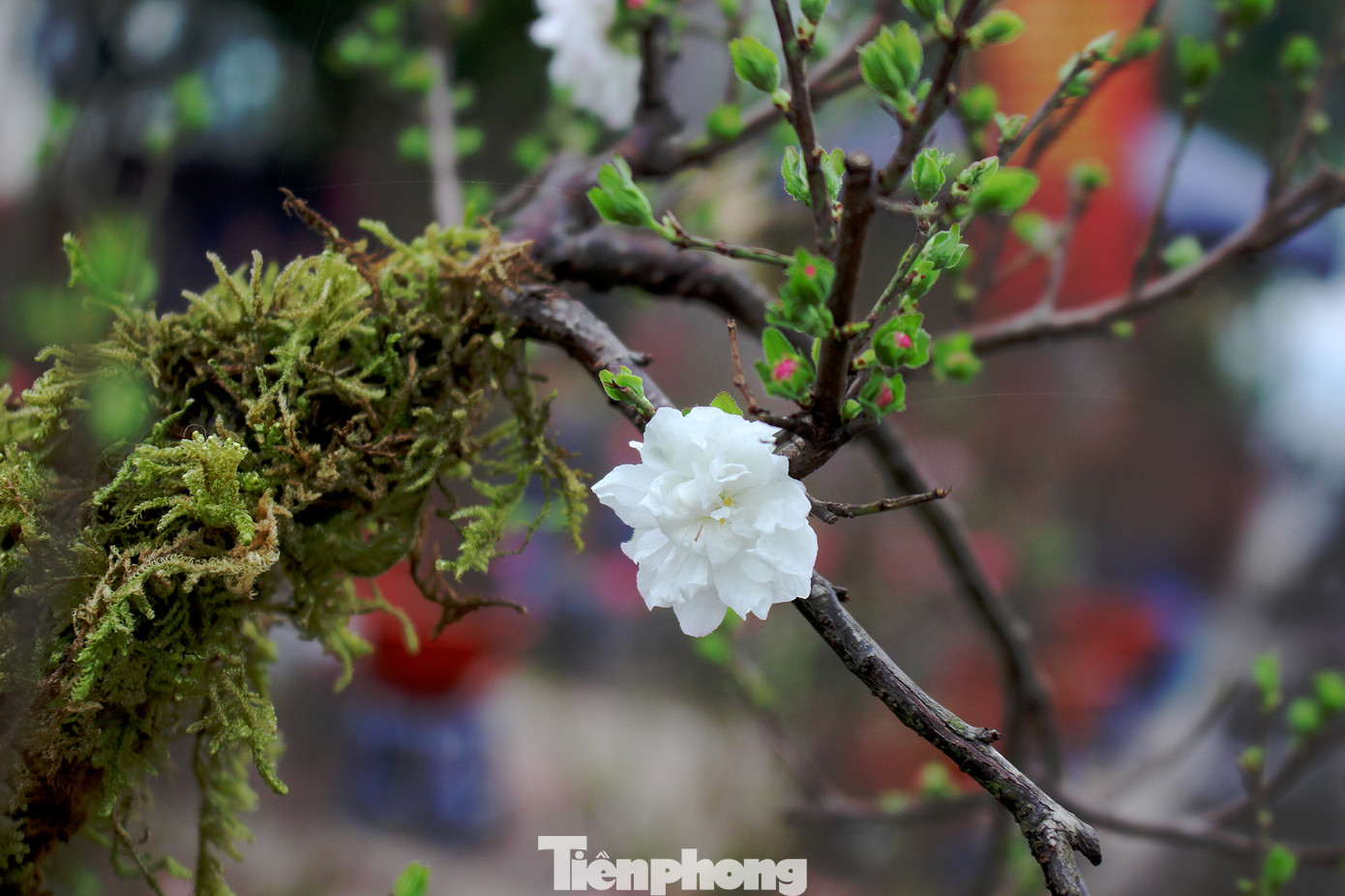 Chợ hoa dịp cận Tết và nỗi lòng người bán khi dịch COVID-19 bùng phát ảnh 11