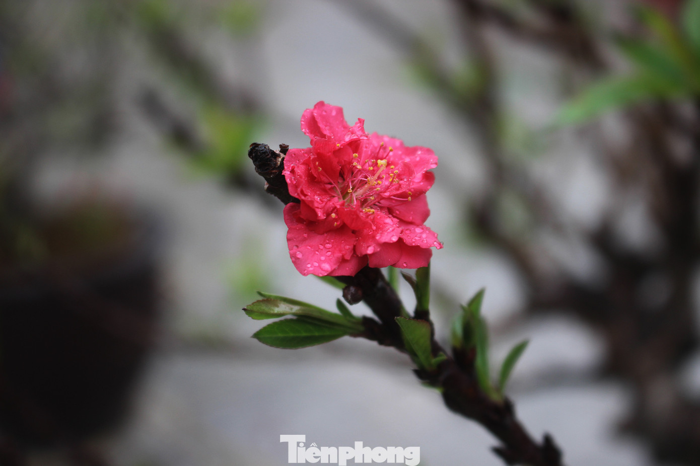 Chợ hoa dịp cận Tết và nỗi lòng người bán khi dịch COVID-19 bùng phát ảnh 8