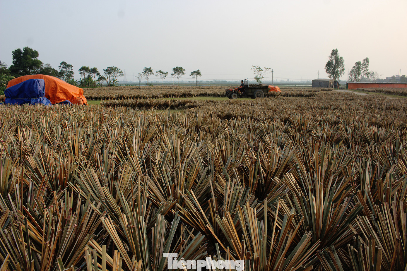 Nhịp sống hối hả dịp cận Tết ở làng nghề làm tăm hương cổ ở Hà Nội ảnh 9