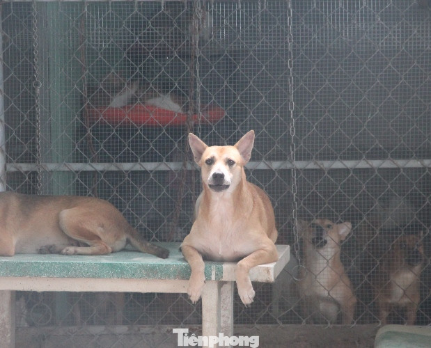 Người phụ nữ dành cả tuổi thanh xuân đi giải cứu thú cưng ảnh 7