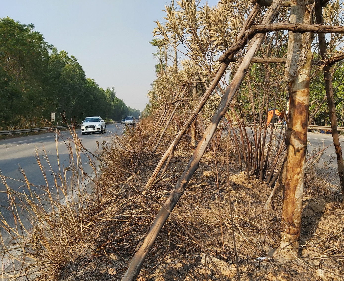 Cây xanh Quốc lộ 18 bất ngờ bị đốt cháy, đơn vị quản lý nói gì? ảnh 1