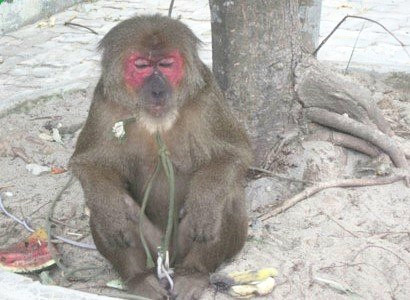 Khỉ mặt đỏ 'quậy' khu dân cư, tấn công rượt đuổi người ảnh 1