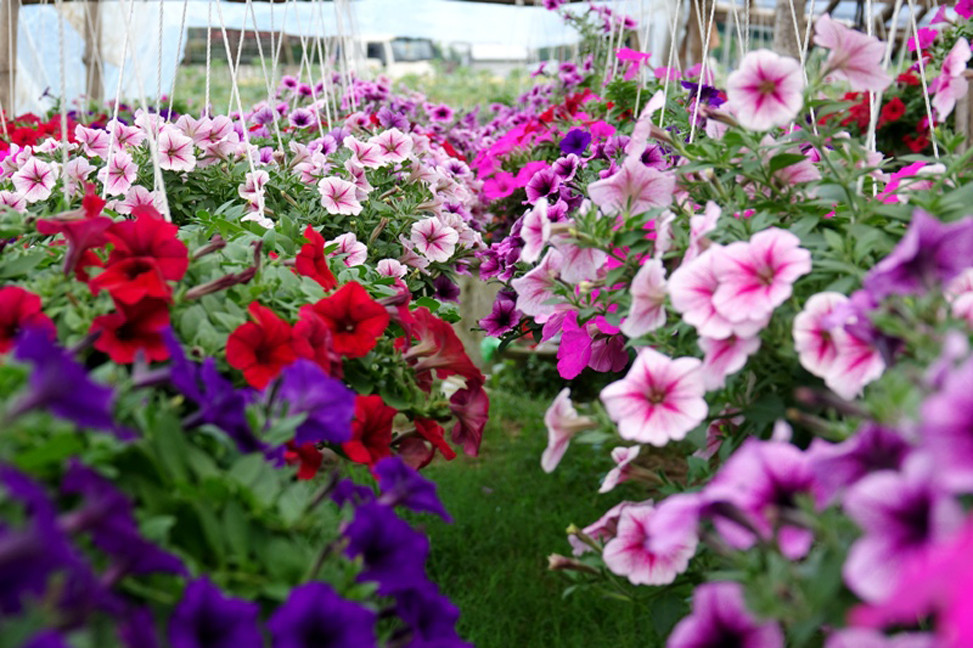 Người dân Quảng Ngãi tất bật 'chạy nước rút' cho mùa hoa Tết ảnh 6 Người dân Quảng Ngãi tất bật 'chạy nước rút' cho mùa hoa Tết ảnh 6