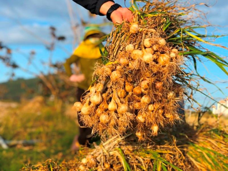 Vì sao 'Vàng trắng' Lý Sơn rớt giá thê thảm? ảnh 8