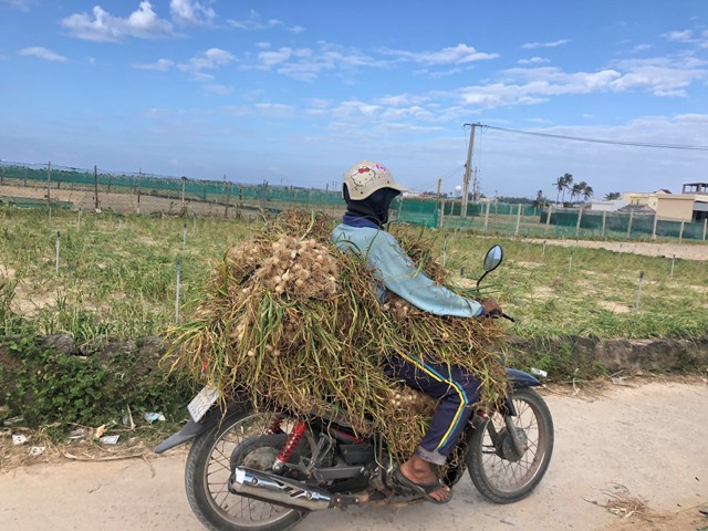 Vì sao 'Vàng trắng' Lý Sơn rớt giá thê thảm? ảnh 3