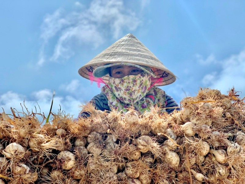 Vì sao 'Vàng trắng' Lý Sơn rớt giá thê thảm? ảnh 4