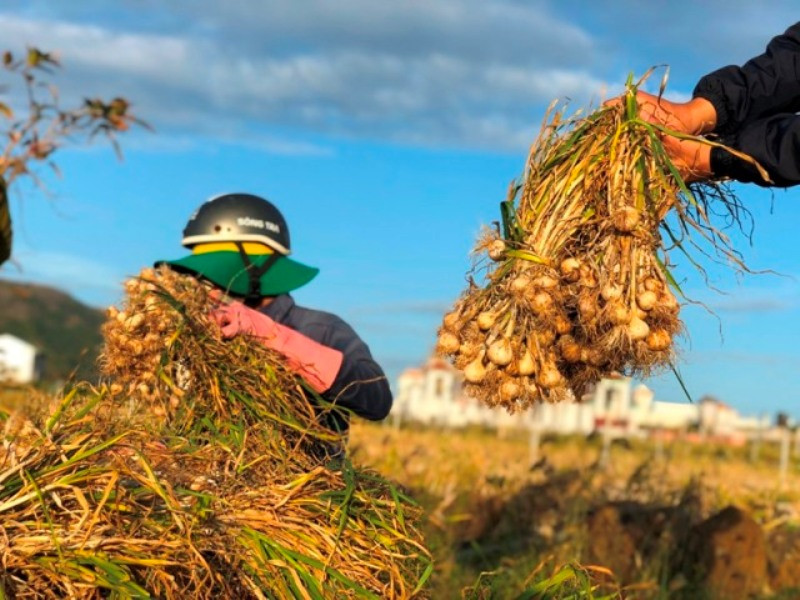 Vì sao 'Vàng trắng' Lý Sơn rớt giá thê thảm? ảnh 1