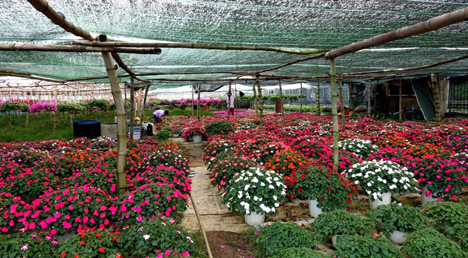  Người dân Quảng Ngãi tất bật 'chạy nước rút' cho mùa hoa Tết ảnh 18