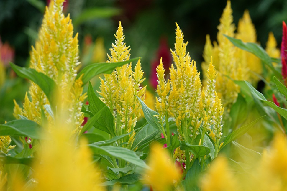  Người dân Quảng Ngãi tất bật 'chạy nước rút' cho mùa hoa Tết ảnh 15