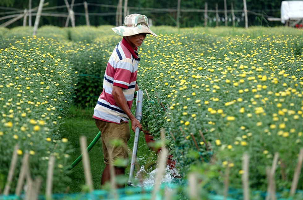  Người dân Quảng Ngãi tất bật 'chạy nước rút' cho mùa hoa Tết ảnh 16