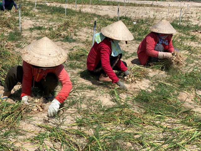 Vì sao 'Vàng trắng' Lý Sơn rớt giá thê thảm? ảnh 2