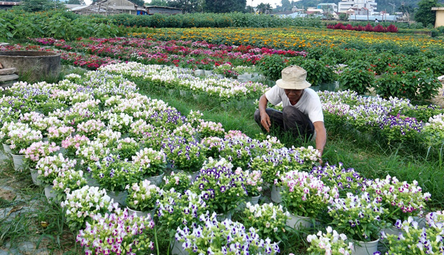 Người dân Quảng Ngãi tất bật 'chạy nước rút' cho mùa hoa Tết ảnh 8
