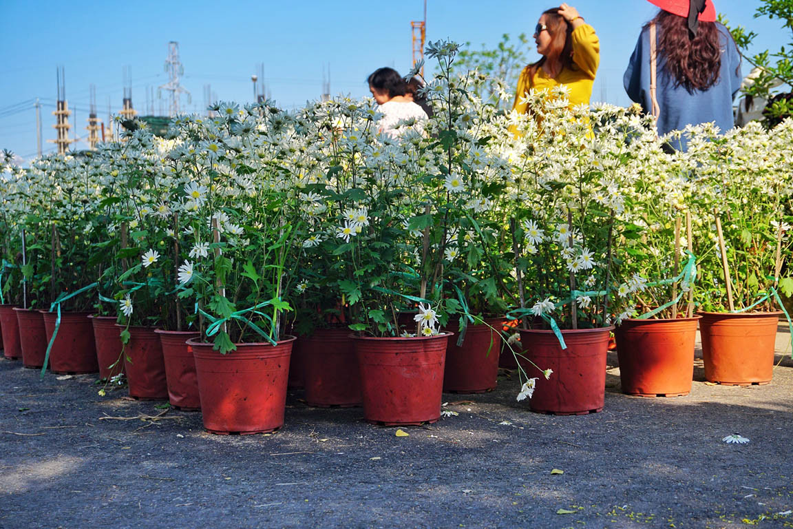 Đẹp nao lòng vườn cúc họa mi 'công nghệ sinh học' tại Đà Nẵng ảnh 1
