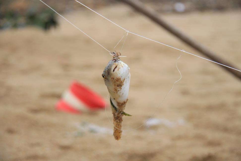  Thú vui buông câu mùa biển động ở Quảng Ngãi ảnh 5