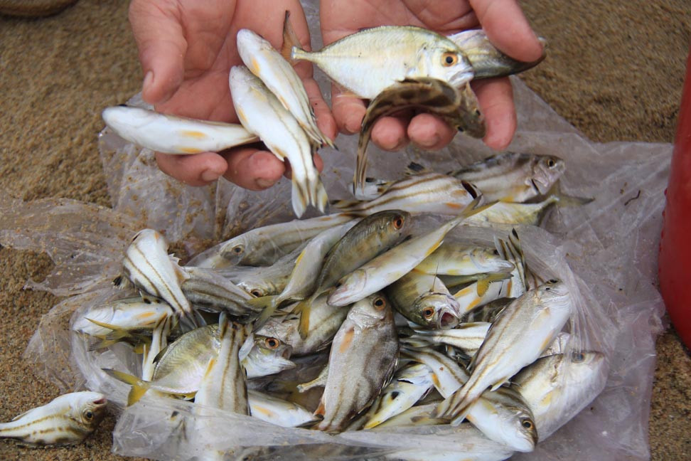  Thú vui buông câu mùa biển động ở Quảng Ngãi ảnh 11