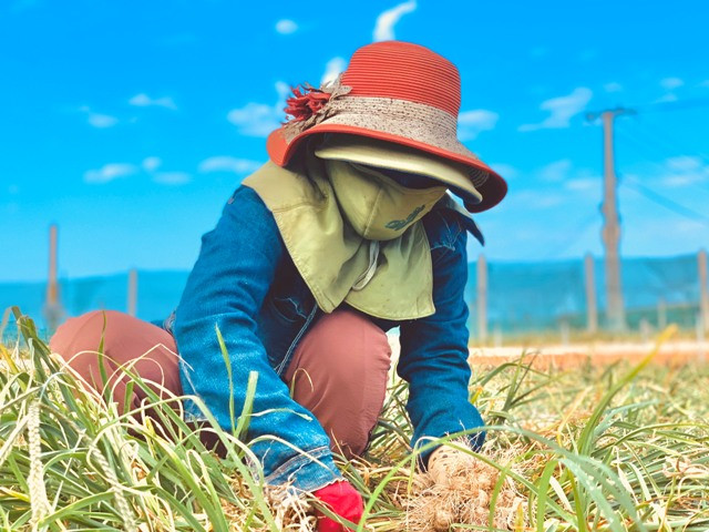 Vì sao 'Vàng trắng' Lý Sơn rớt giá thê thảm? ảnh 5