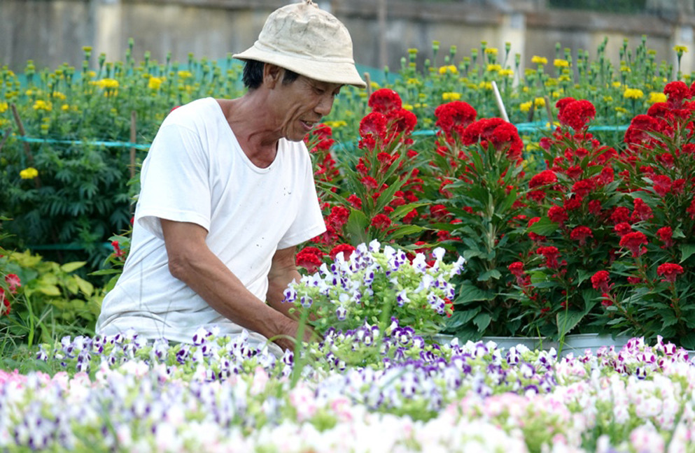  Người dân Quảng Ngãi tất bật 'chạy nước rút' cho mùa hoa Tết ảnh 10