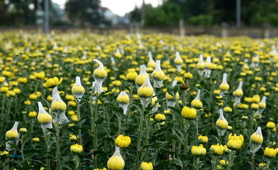  Người dân Quảng Ngãi tất bật 'chạy nước rút' cho mùa hoa Tết ảnh 9