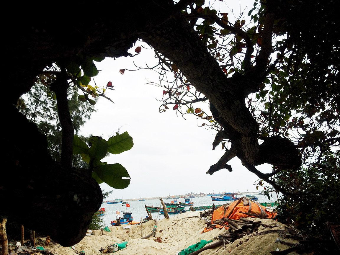  Thăm các cụ bàng 'cổ quái' ở Lý Sơn ảnh 8