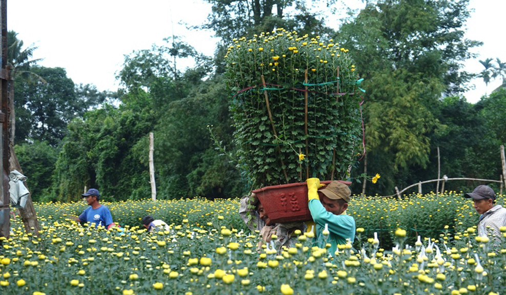  Người dân Quảng Ngãi tất bật 'chạy nước rút' cho mùa hoa Tết ảnh 14