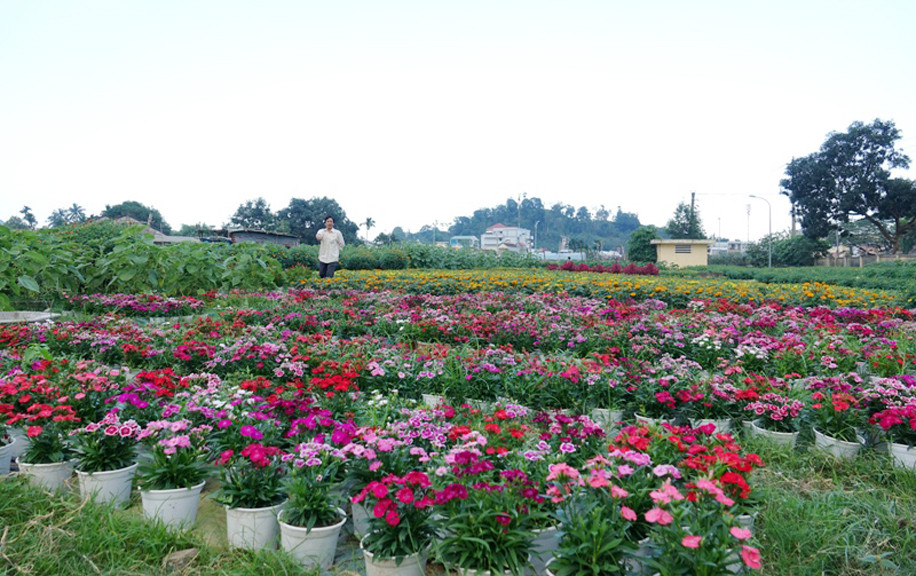  Người dân Quảng Ngãi tất bật 'chạy nước rút' cho mùa hoa Tết ảnh 11