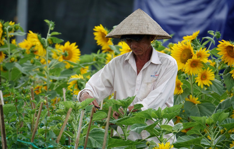  Người dân Quảng Ngãi tất bật 'chạy nước rút' cho mùa hoa Tết ảnh 4