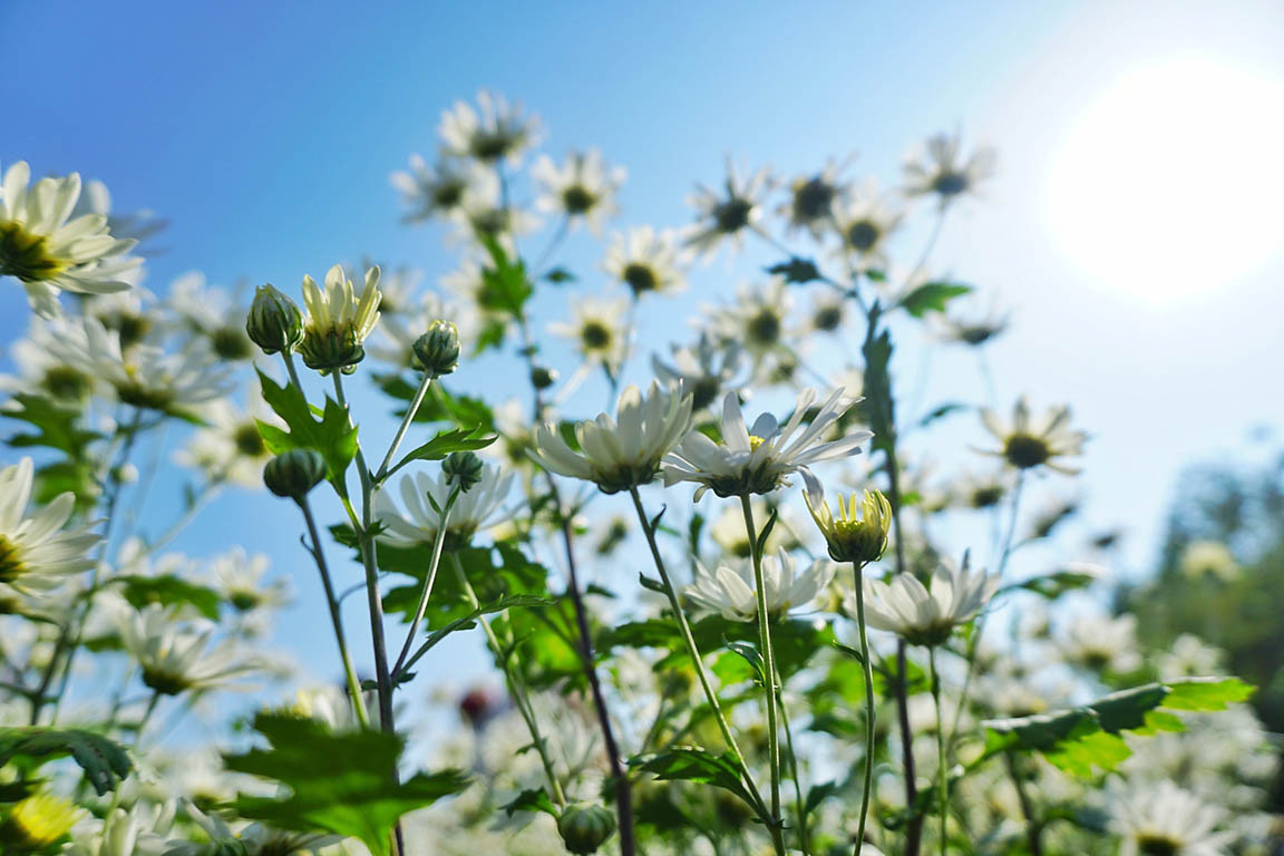 Đẹp nao lòng vườn cúc họa mi 'công nghệ sinh học' tại Đà Nẵng ảnh 2
